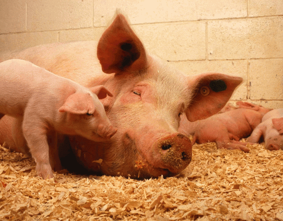 Agriculture. A Pontivy, se former pour devenir agent d’élevage porcin, un métier en tension